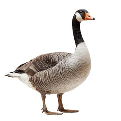 Goose isolated on transparent background, PNG