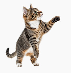 Fototapeta premium Title: Playful Tabby Kitten Reaching Up on White Background [ with spaces ]
