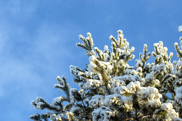 A breathtaking winter scene featuring a snow-covered pine tree against a vivid blue sky. The sunlight highlights the fresh white snow resting on the evergreen branches, creating a stunning contrast. 