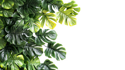Tropical monstera leaves creating a vibrant green border on transparent background