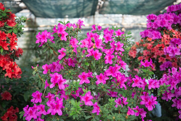 Fototapeta premium Blooming Azalea Flowers in a Greenhouse