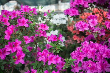 Fototapeta premium Blooming Azalea Flowers in a Greenhouse