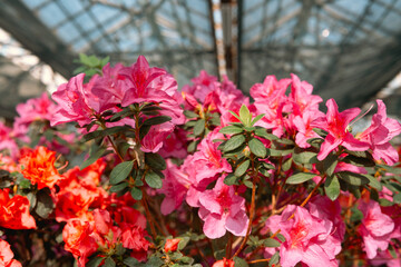 Vibrant  Azalea Flowers in a Greenhouse