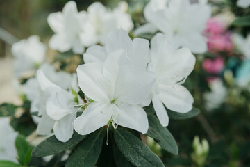 White Azalea Flowers in a Greenhouse