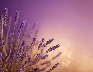 Obraz premium Stunning close-up of lavender flowers with a dreamy purple background, evoking tranquility and beauty.