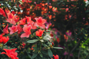Bright pink Azalea Flowers in a Greenhouse