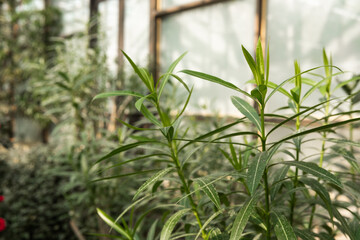 Close up of an oleander plant