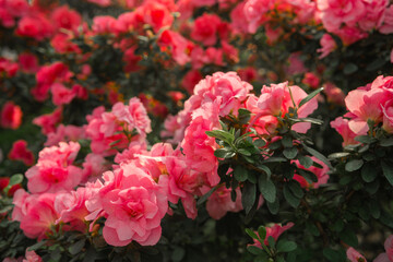 Azalea Flowers Blooming  in a Greenhouse
