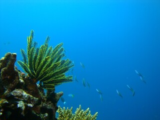 Vibrant Coral Reef and Marine Life