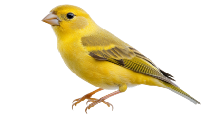 Saffron finch perching on transparent background, showing colorful plumage