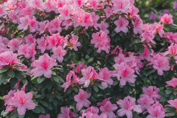 Bright pink azalia flowers blooming