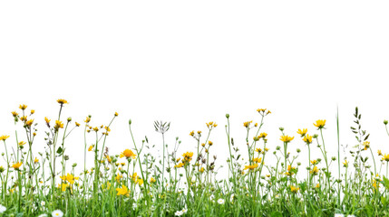 Yellow wildflowers growing in green grass with transparent background