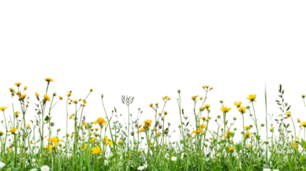 Yellow wildflowers growing in green grass with transparent background
