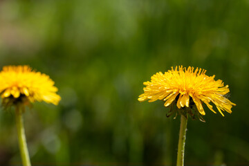 Mniszek lekarski © MagicEarthPlanet