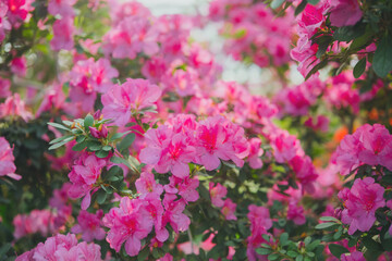 Azalea Flowers in a Greenhouse.