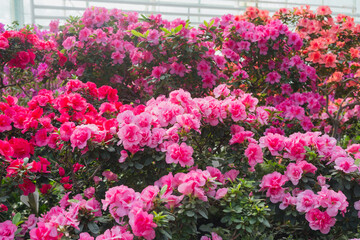 Beautiful Azalea Flowers in a Greenhouse