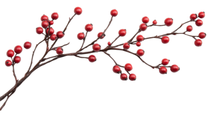 Red berries branch showing small round fruit on transparent background