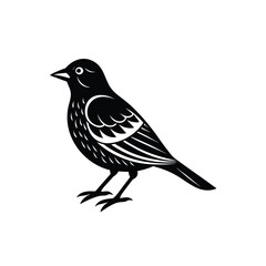 bird isolated silhouette on white background.