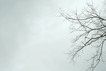 Bare tree branches against a cloudy sky in early winter