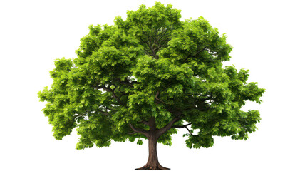 3D Walnut Tree isolated on transparent background, PNG