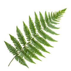 Fern frond 
