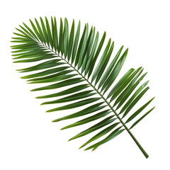 Fototapeta premium Palm frond 