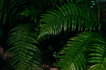 fern leaves with bright green texture on a dark background. The leaves are succulent, with clear veins, creating a natural contrast with the soil. Focus on the details and natural beauty of the plant