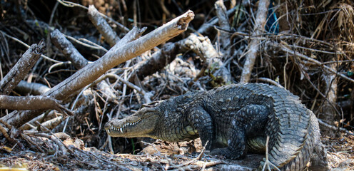 alligator in the swamp