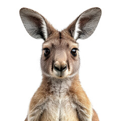 Fototapeta premium Charming Kangaroo Portrait with Joey isolated on transparent background, PNG