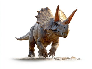 Triceratops dinosaur charging, prehistoric scene, isolated on white