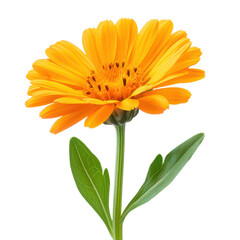Crisp Calendula isolated on transparent background, PNG