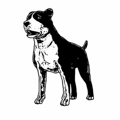 This image is animal ilustration isolated design of amstaff dog 