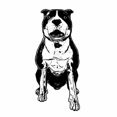This image is animal ilustration isolated design of amstaff dog 
