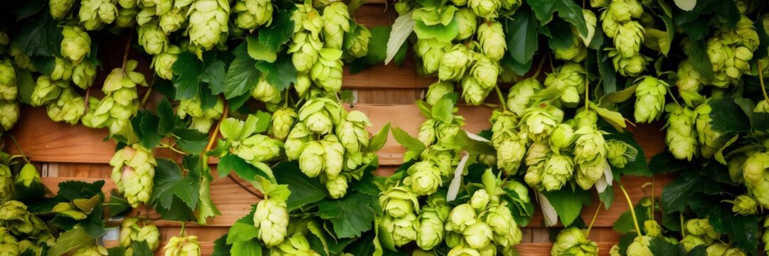 Brewery background with fresh green hops on wooden panels &ndash; Ideal for craft beer branding, brewery promotions, or rustic decor content.