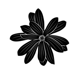 magnolia flower isolated on white background