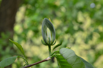 Bud of  cucumber-tree (yellow Magnolia acuminata) in spring blooming season. Closeup photo outdoors. Growing magnolia tree concept. Free copy space.