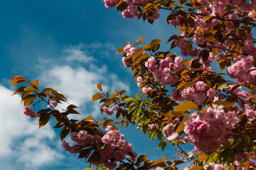 Spring in Paris. Blossom and architecture. High resolution photo.