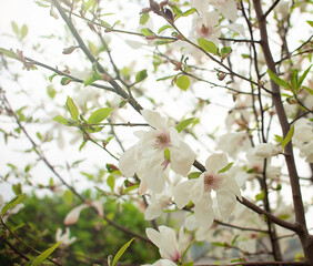 white magnolia flower on a tree. spring background
