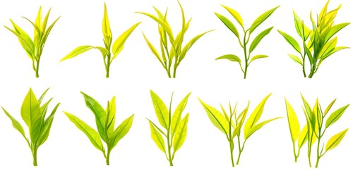 Fototapeta premium Fresh Green Leaves Collection Isolated on White Background
