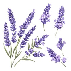 Fototapeta premium Lavish Lavender Floral Collection for Design and Decoration Use