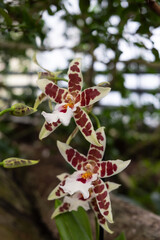 Bright and colorful orchid flower with a natural background