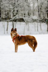 A red hasky that looks like a fox. The dog stands in the snow in a snowy clearing in the forest. A hasky with blue eyes.