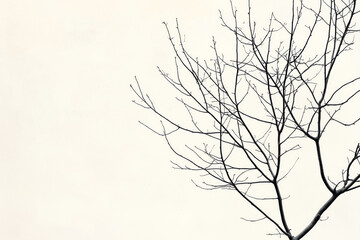 Obraz premium Minimalist black and white of bare tree branches against a light background in winter