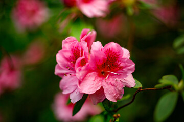 Close-up of Flowering azalea in the botanical garden, spring red azalea, colorful garden, red flowering shrub