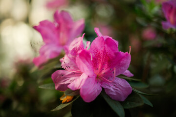 Fototapeta premium Close-up of Flowering azalea in the botanical garden, spring red azalea, colorful garden, red flowering shrub