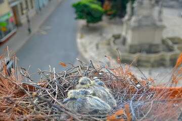 Two little squabs in the nest. Pigeon bird nest on the window sill. The concept of pigeon life in...