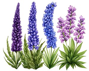 Watercolor lavender illustrations with detailed flowers and foliage for designs, white background