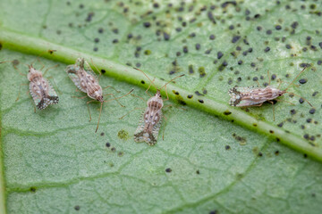 Basswood Lace Bug (Gargaphia lunulata) infesting Passiflora leaf