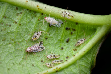 Basswood Lace Bug (Gargaphia lunulata) infesting Passiflora leaf