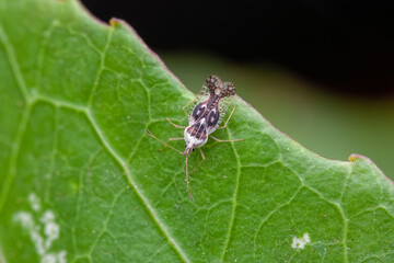 Basswood Lace Bug (Gargaphia lunulata) infesting Passiflora leaf